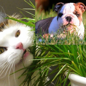 Seu cão ou gato está comendo grama?