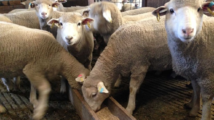 Benefits of using live yeast in sheep feed